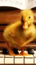 New mobile wallpapers - free download. Piano,Music,Ducks,Animals picture and image for mobile phones.