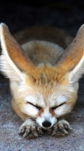 New mobile wallpapers - free download. Animals, Foxes picture and image for mobile phones.