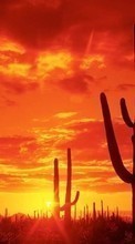 New 240x320 mobile wallpapers Landscape, Cactuses, Sunset, Sky, Sun free download.