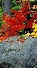 New mobile wallpapers - free download. Plants, Landscape, Stones, Autumn, Leaves picture and image for mobile phones.