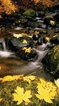New mobile wallpapers - free download. Landscape, Rivers, Stones, Leaves picture and image for mobile phones.