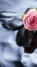 New mobile wallpapers - free download. Stones, Objects, Plants, Roses, Water picture and image for mobile phones.