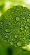 New mobile wallpapers - free download. Plants, Leaves, Drops picture and image for mobile phones.