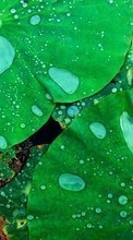 Drops, Leaves, Plants, Water for Sony Xperia M