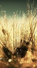 New mobile wallpapers - free download. Drops, Wheat, Plants picture and image for mobile phones.