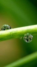 Plants, Drops for Asus ZenFone C