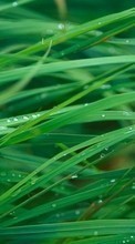 Drops, Plants, Grass for Motorola Milestone