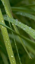 New 240x320 mobile wallpapers Plants, Grass, Drops free download.