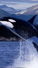 New 128x160 mobile wallpapers Animals, Water, Fishes, Whales, Killer whales free download.