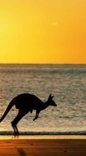 New mobile wallpapers - free download. Landscape, Sunset, Sea, Sun, Beach, Kangaroo picture and image for mobile phones.
