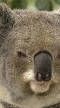 New 1024x768 mobile wallpapers Animals, Koalas free download.