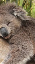 New mobile wallpapers - free download. Koalas, Animals picture and image for mobile phones.