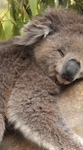 New mobile wallpapers - free download. Koalas, Animals picture and image for mobile phones.