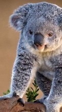 New mobile wallpapers - free download. Koalas,Animals picture and image for mobile phones.