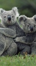 New mobile wallpapers - free download. Koalas,Animals picture and image for mobile phones.