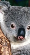 Animals, Koalas for Meizu MX5