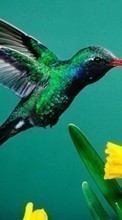 New mobile wallpapers - free download. Humming-birds, Birds, Animals picture and image for mobile phones.