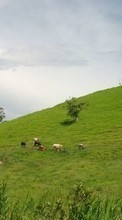 New mobile wallpapers - free download. Cows,Landscape,Fields picture and image for mobile phones.