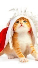 New mobile wallpapers - free download. Holidays, Animals, Cats, New Year, Christmas, Xmas, Postcards picture and image for mobile phones.