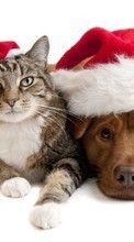 Cats, New Year, Holidays, Christmas, Xmas, Dogs, Animals for Samsung Galaxy E7