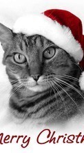 New mobile wallpapers - free download. Cats, New Year, Holidays, Christmas, Xmas, Animals picture and image for mobile phones.