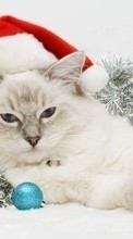New mobile wallpapers - free download. Cats, New Year, Holidays, Christmas, Xmas, Animals picture and image for mobile phones.
