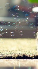 New mobile wallpapers - free download. Cats, Bubbles, Animals picture and image for mobile phones.
