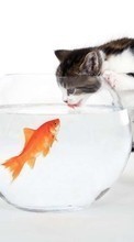 New mobile wallpapers - free download. Cats, Fishes, Humor, Animals picture and image for mobile phones.