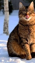 New mobile wallpapers - free download. Cats, Snow, Animals picture and image for mobile phones.