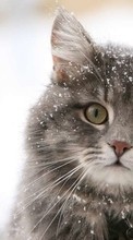 New 240x400 mobile wallpapers Animals, Cats, Snow free download.