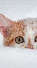 New mobile wallpapers - free download. Animals, Cats, Snow picture and image for mobile phones.