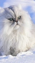 New 1024x600 mobile wallpapers Animals, Winter, Cats, Snow free download.