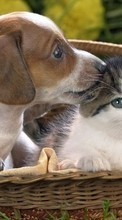 New mobile wallpapers - free download. Cats, Dogs, Animals picture and image for mobile phones.