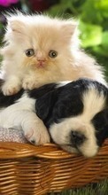 New mobile wallpapers - free download. Cats, Dogs, Animals picture and image for mobile phones.
