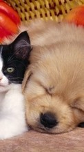 New mobile wallpapers - free download. Animals, Cats, Dogs picture and image for mobile phones.