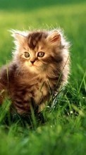 New 1280x800 mobile wallpapers Animals, Cats, Grass free download.