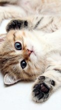 New 800x480 mobile wallpapers Animals, Cats free download.