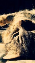 Cats, Animals for OnePlus Two
