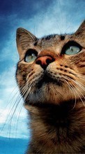 New mobile wallpapers - free download. Animals, Cats picture and image for mobile phones.