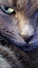 Animals, Cats for HTC Sensation