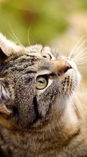 New 240x320 mobile wallpapers Animals, Cats free download.