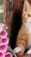 New 1024x600 mobile wallpapers Animals, Cats free download.
