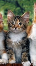 New 320x480 mobile wallpapers Animals, Cats free download.