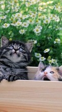 New 1280x800 mobile wallpapers Animals, Cats free download.