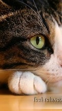 New 720x1280 mobile wallpapers Animals, Cats free download.