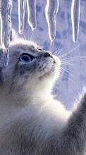 New mobile wallpapers - free download. Animals, Cats, ice picture and image for mobile phones.