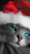 New mobile wallpapers - free download. Holidays, Animals, Cats, New Year, Christmas, Xmas picture and image for mobile phones.