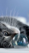 New mobile wallpapers - free download. Animals, Cats, Bubbles picture and image for mobile phones.