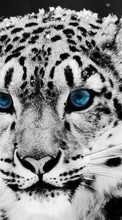 New mobile wallpapers - free download. Animals, Winter, Cats, Snow leopard picture and image for mobile phones.