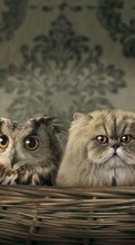 New mobile wallpapers - free download. Humor, Animals, Cats, Owl picture and image for mobile phones.